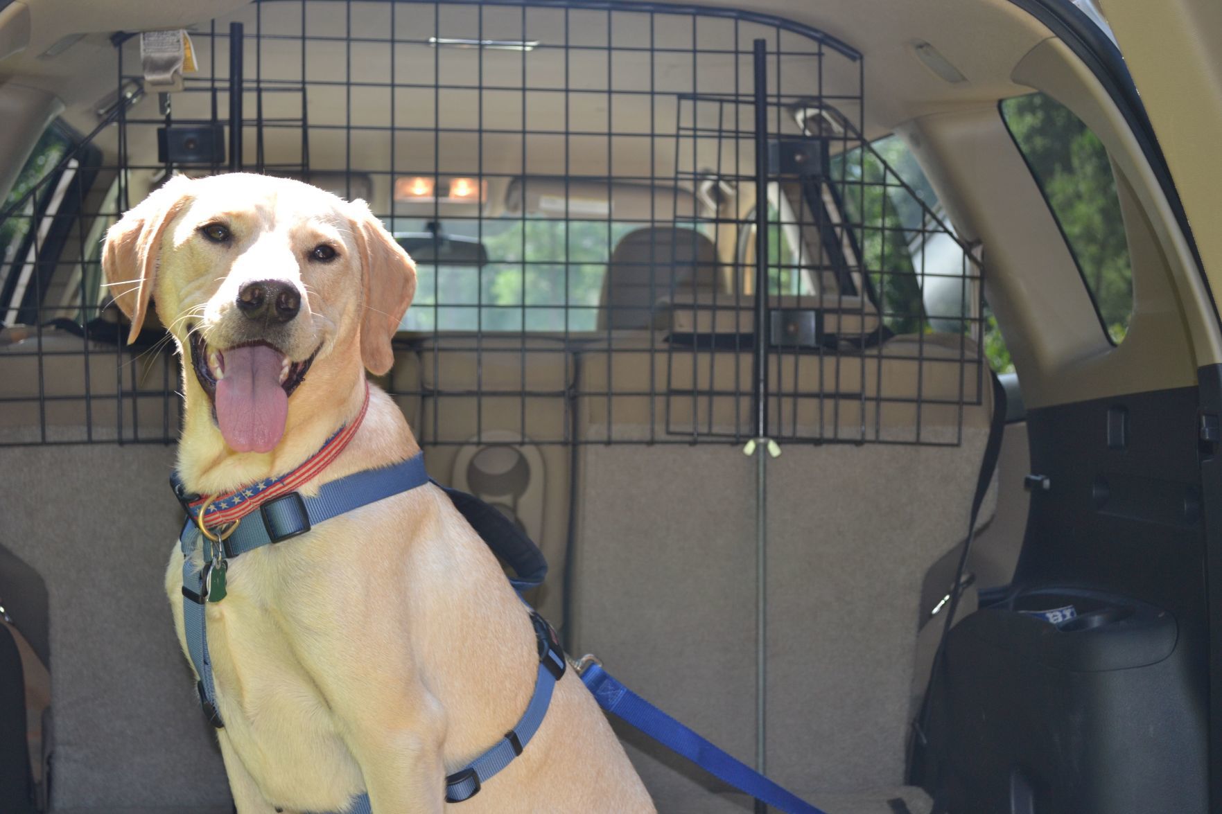 Don’t forget your pet! Securing your furry precious cargo in your vehicle (image)